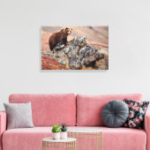 Denali Brown Bear Leinwanddruck (Insitu (Wohnzimmer))