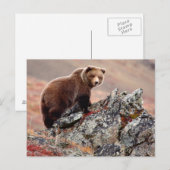 Denali Brown Bear Postkarte (Vorne/Hinten)