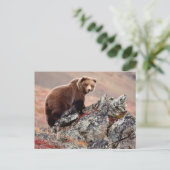 Denali Brown Bear Postkarte (Stehend Vorderseite)