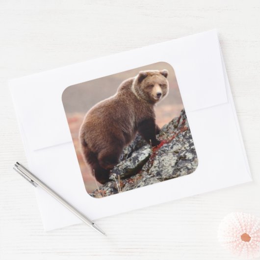 Denali Brown Bear Quadratischer Aufkleber (Umschlag)