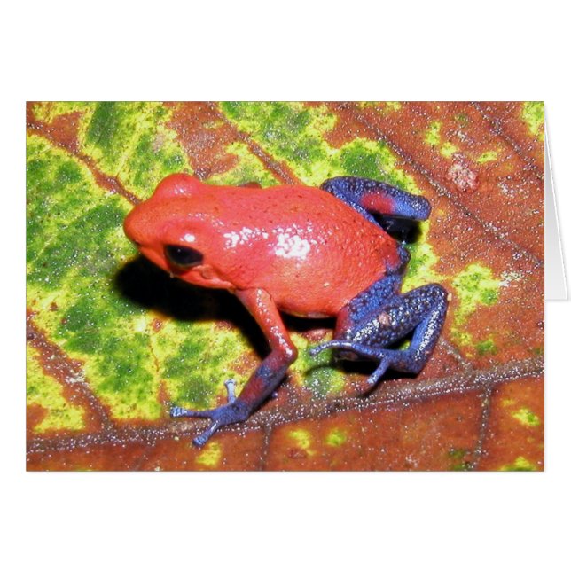 Dendrobates pumilio - Strawberry Poison Dart Frog (Vorderseite (Horizontal))