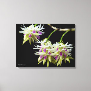 Dendrobium Amethystoglossum Leinwanddruck