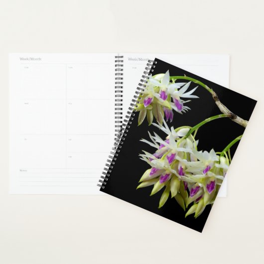 Dendrobium Amethystoglossum Planer (Anzeige)