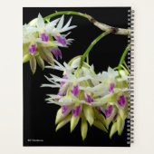 Dendrobium Amethystoglossum Planer (Rückseite)