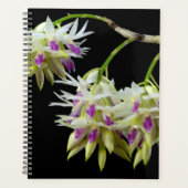 Dendrobium Amethystoglossum Planer (Vorderseite)