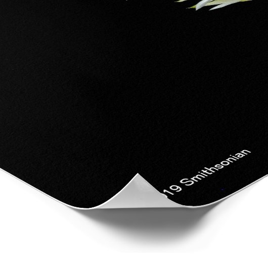 Dendrobium Amethystoglossum Poster (Ecke)