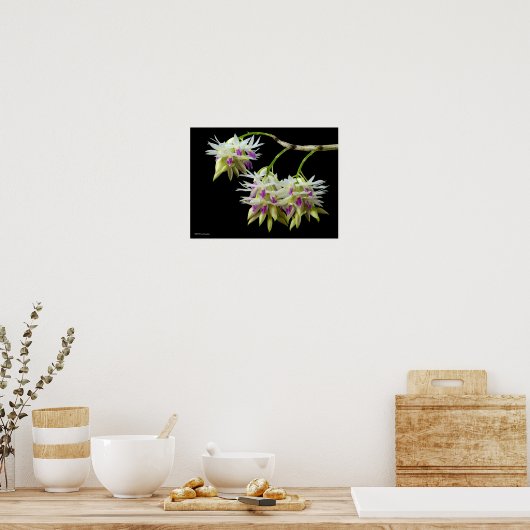 Dendrobium Amethystoglossum Poster (Küche)
