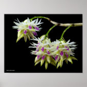Dendrobium Amethystoglossum Poster (Vorne)