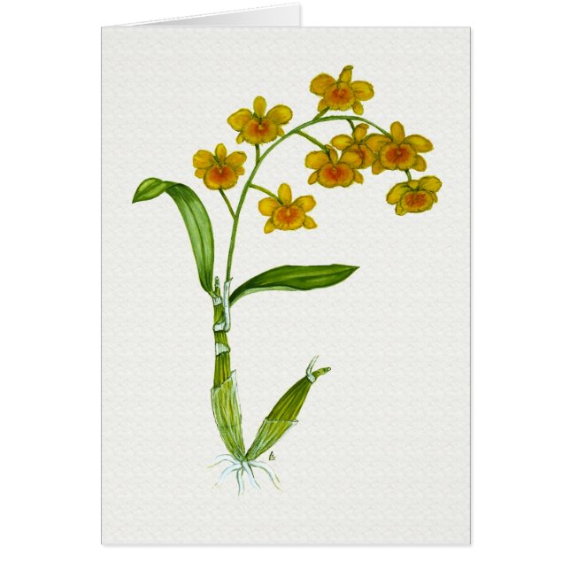 Dendrobium chrysotoxum (Vorne)