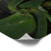 Dendrobium Densiflorum Poster (Ecke)