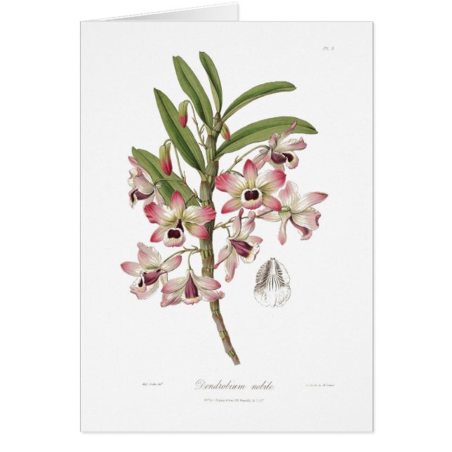 Dendrobium nobile (Vorne)