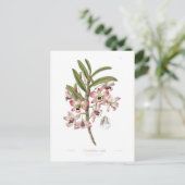 Dendrobium nobile postkarte (Stehend Vorderseite)
