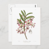 Dendrobium nobile postkarte (Vorne/Hinten)