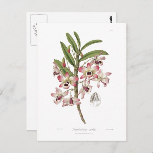 Dendrobium nobile postkarte (Vorne/Hinten)