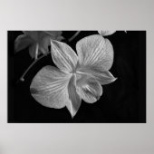 Dendrobium Orchid 2 Poster Print (Vorne)