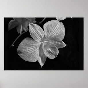 Dendrobium Orchid 2 Poster Print