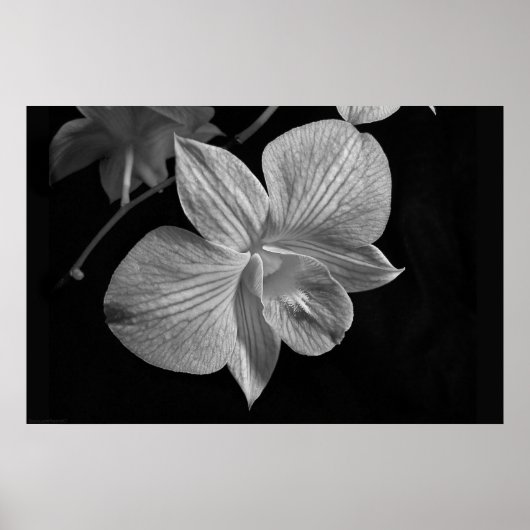 Dendrobium Orchid 2 Poster Print (Vorne)