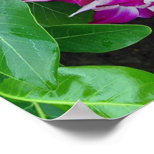 Dendrobium Orchid Lei Poster (Ecke)