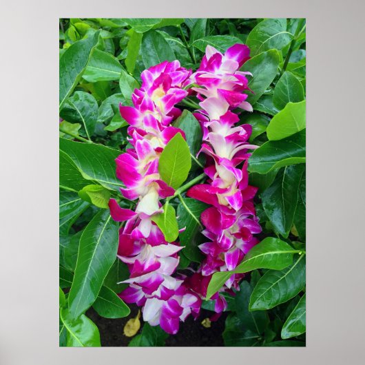 Dendrobium Orchid Lei Poster (Vorne)