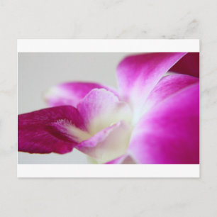 Dendrobium Orchid Postkarte