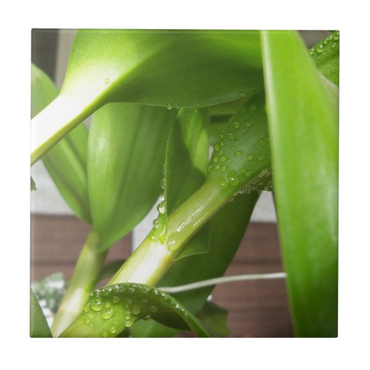 Dendrobium Orchid stems geschlossen Fliese (Vorderseite)