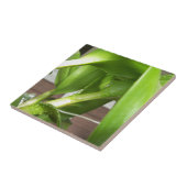 Dendrobium Orchid stems geschlossen Fliese (Seite)