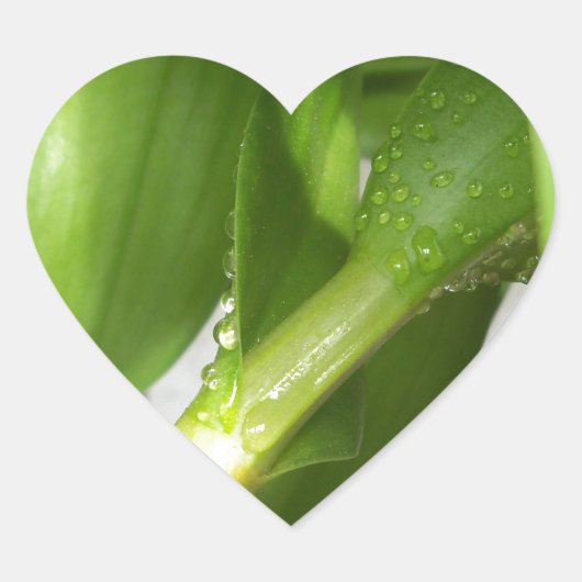 Dendrobium Orchid stems geschlossen Herz-Aufkleber (Vorderseite)