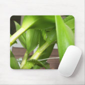Dendrobium Orchid stems geschlossen Mousepad (Mit Mouse)