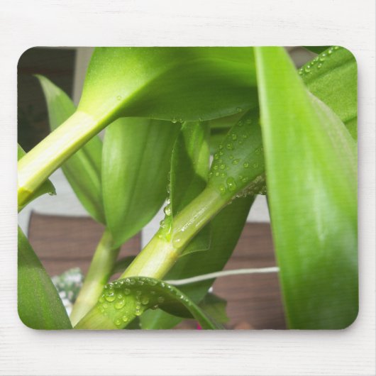 Dendrobium Orchid stems geschlossen Mousepad (Vorne)