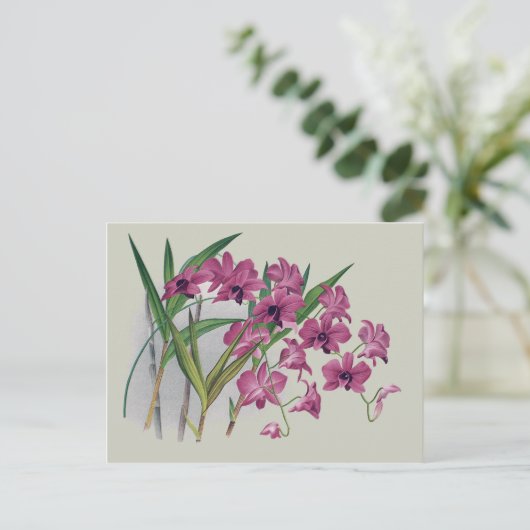 Dendrobium Orchius florale Postkarte (Stehend Vorderseite)