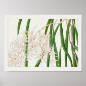 Dendrobium teretifolium von Tanigami Konan Poster (Vorne)