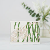 Dendrobium teretifolium von Tanigami Konan Postkarte (Stehend Vorderseite)