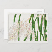Dendrobium teretifolium von Tanigami Konan Postkarte (Vorne/Hinten)