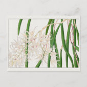 Dendrobium teretifolium von Tanigami Konan Postkarte (Vorderseite)