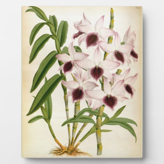 Dendrobrium Ainsworth Roseum Lindenia Orchid Fotoplatte (Vorderseite)