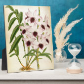 Dendrobrium Ainsworth Roseum Lindenia Orchid Fotoplatte (Seite)