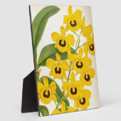 Dendrobrium Suavissimum Vintag Lindenia Orchid Fotoplatte (Seite)