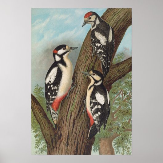 Dendrocopus major von Johann Friedrich Naumann Poster (Vorne)