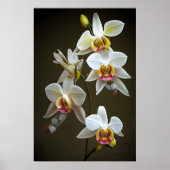 Dendroium-Orchideen Poster (Vorne)