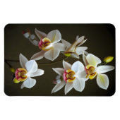 Dendroium Orchids Magnet (Horizontal)