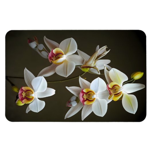 Dendroium Orchids Magnet (Horizontal)