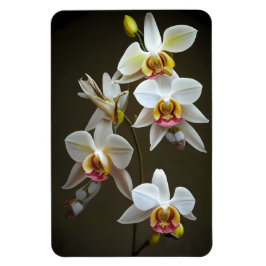 Dendroium Orchids Magnet