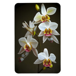 Dendroium Orchids Magnet