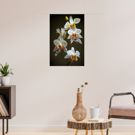 Dendroium Orchids Poster