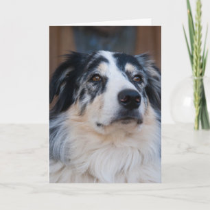 Denk an Dich Australian Shepherd Nahaufnahme Foto Karte