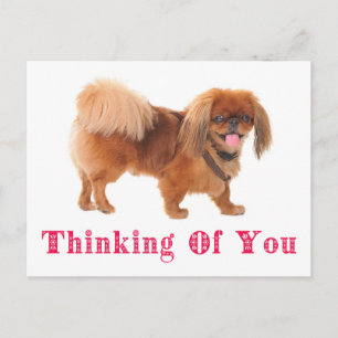 Denk an Dich Pekingese Welpe Hund Postkarte