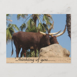 Denken an dich Afrikanische Watusi-Rinder Postkarte