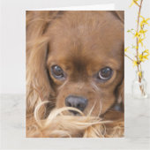 Denken an Dich Ruby Cavalier King Charles Spaniel Karte (Gelbe Blume)