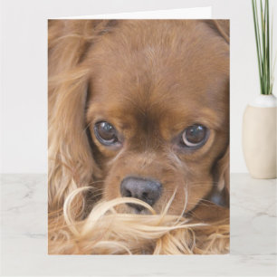 Denken an Dich Ruby Cavalier King Charles Spaniel Karte