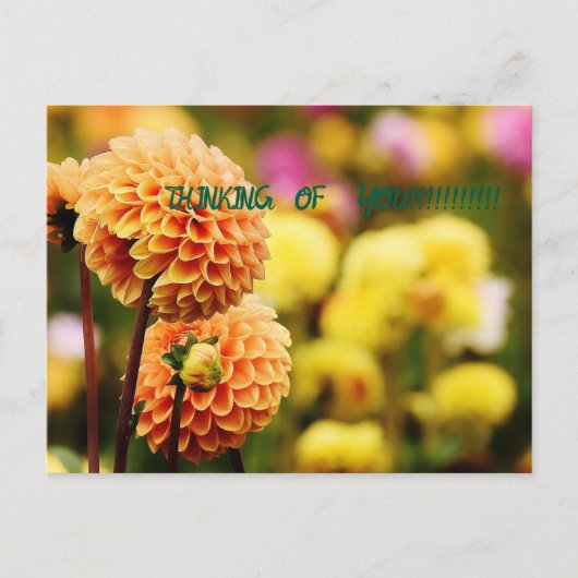 DENKEN AN IHRE BLUMEN POSTKARTE (Vorderseite)